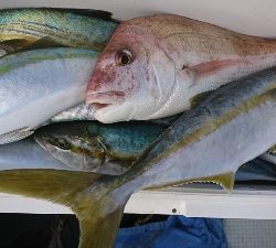 海龍丸（福岡） 釣果