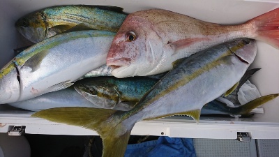 海龍丸（福岡） 釣果