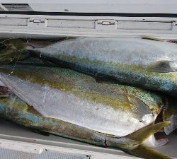 海龍丸（福岡） 釣果