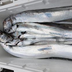 オーフリー 釣果