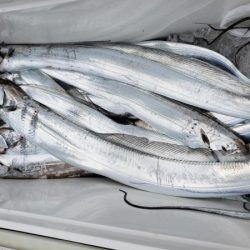 オーフリー 釣果