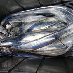 オーフリー 釣果