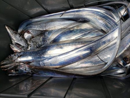 オーフリー 釣果