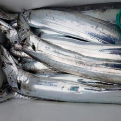 オーフリー 釣果