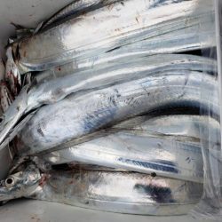 オーフリー 釣果