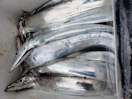 オーフリー 釣果