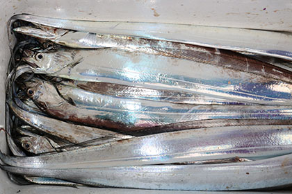 松本釣船２ 釣果