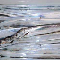 松本釣船２ 釣果