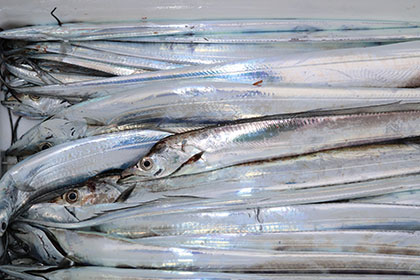 松本釣船２ 釣果