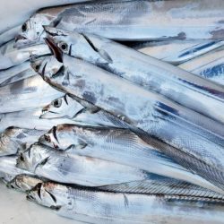 オーフリー 釣果