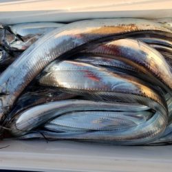 オーフリー 釣果