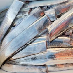 オーフリー 釣果