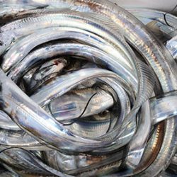 松本釣船２ 釣果