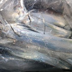 松本釣船２ 釣果