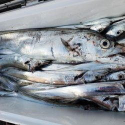 オーフリー 釣果