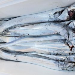 オーフリー 釣果