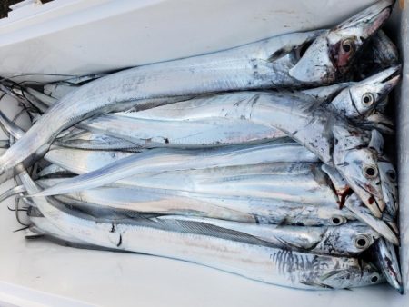 オーフリー 釣果