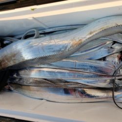 オーフリー 釣果