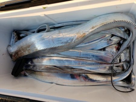 オーフリー 釣果