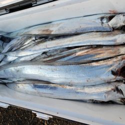 オーフリー 釣果