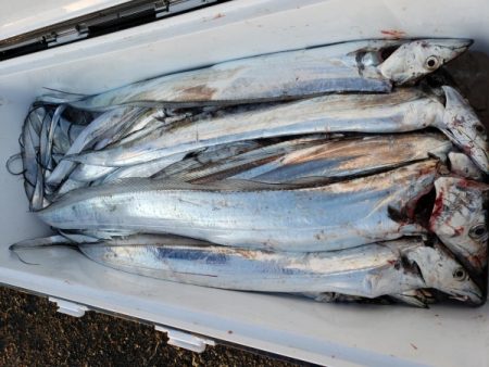 オーフリー 釣果