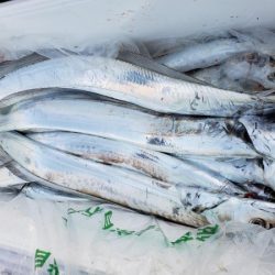 オーフリー 釣果