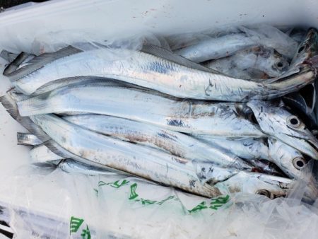 オーフリー 釣果