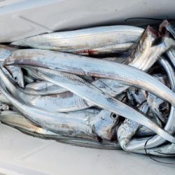 オーフリー 釣果