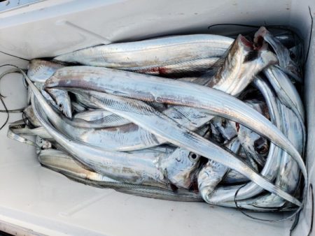 オーフリー 釣果