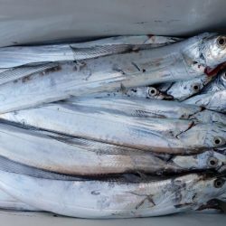 オーフリー 釣果