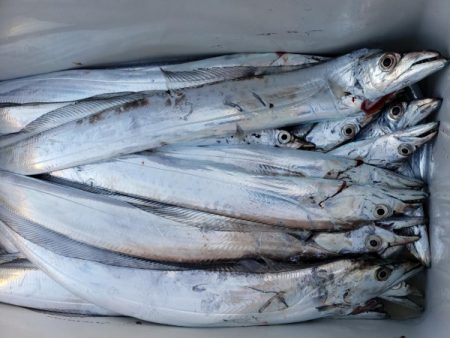 オーフリー 釣果