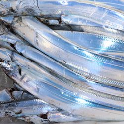 松本釣船２ 釣果