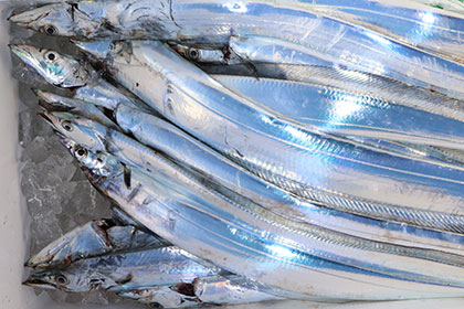 松本釣船２ 釣果