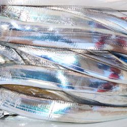 松本釣船２ 釣果