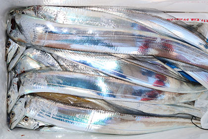 松本釣船２ 釣果