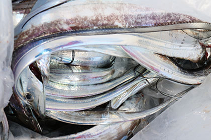 松本釣船２ 釣果