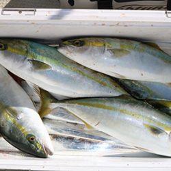 松本釣船２ 釣果