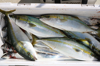 松本釣船２ 釣果