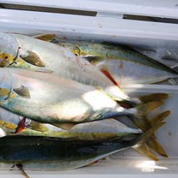 松本釣船２ 釣果