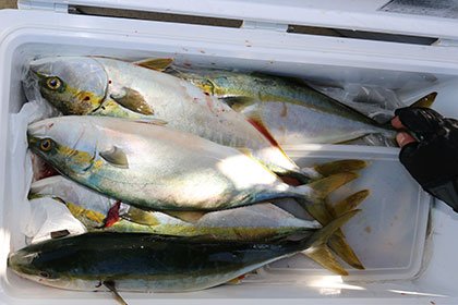 松本釣船２ 釣果