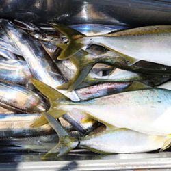 松本釣船２ 釣果