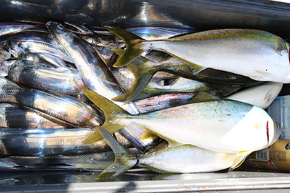 松本釣船２ 釣果