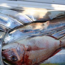 松本釣船２ 釣果