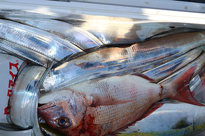 松本釣船２ 釣果