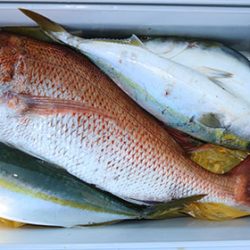 松本釣船２ 釣果