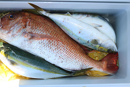 松本釣船２ 釣果