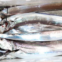 松本釣船２ 釣果