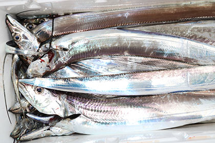 松本釣船２ 釣果