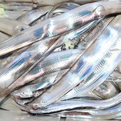 松本釣船２ 釣果