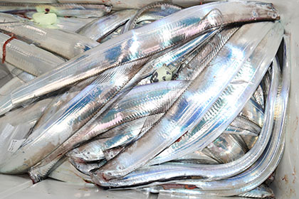 松本釣船２ 釣果